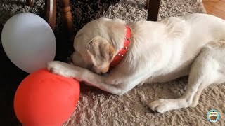 Labrador playing with balloons by Amos 439 views 2 years ago 1 minute, 19 seconds