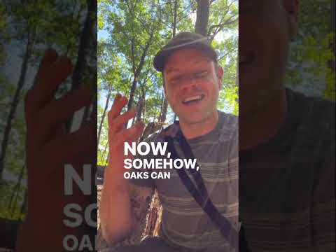 DYK That Oak Trees Drop Bad Acorns Early And That Any Acorn On The Ground With A Cap Is Unhealthy