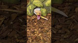 SNAKE YAWN๐ #reptiles #animals #viral #reptilelove #pets #petreptiles #ballpython #shorts Net Worth