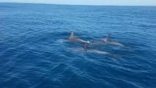 Byron Bay Arakwal Dolphin Wajung Research Project