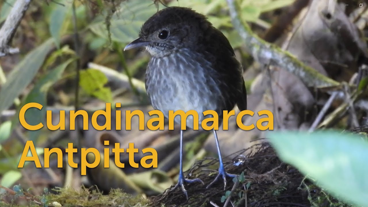 Cundinamarca Antpitta: "New" Bird