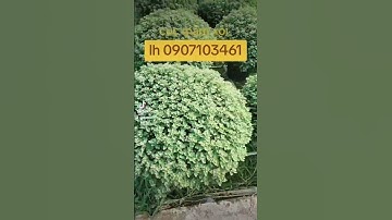 Cúc mâm xôi ngày 26 tháng 10 âm lịch