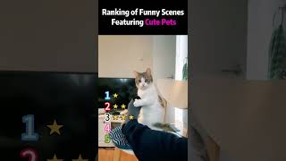 Ranking of Funny Scenes Featuring Cute Pets#top5 #illustration#art #digitalart#procreate#tattoo
