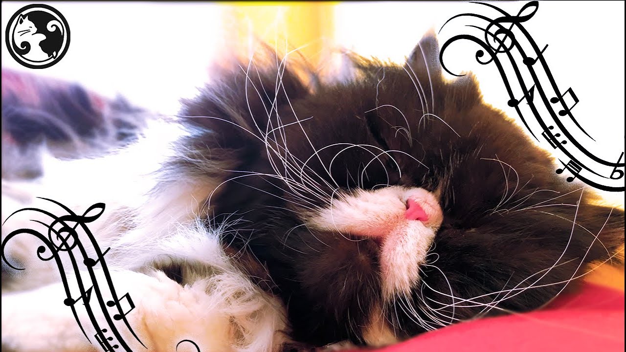 528Hz Healing Music for Cats - Soft Purring Sounds & Piano