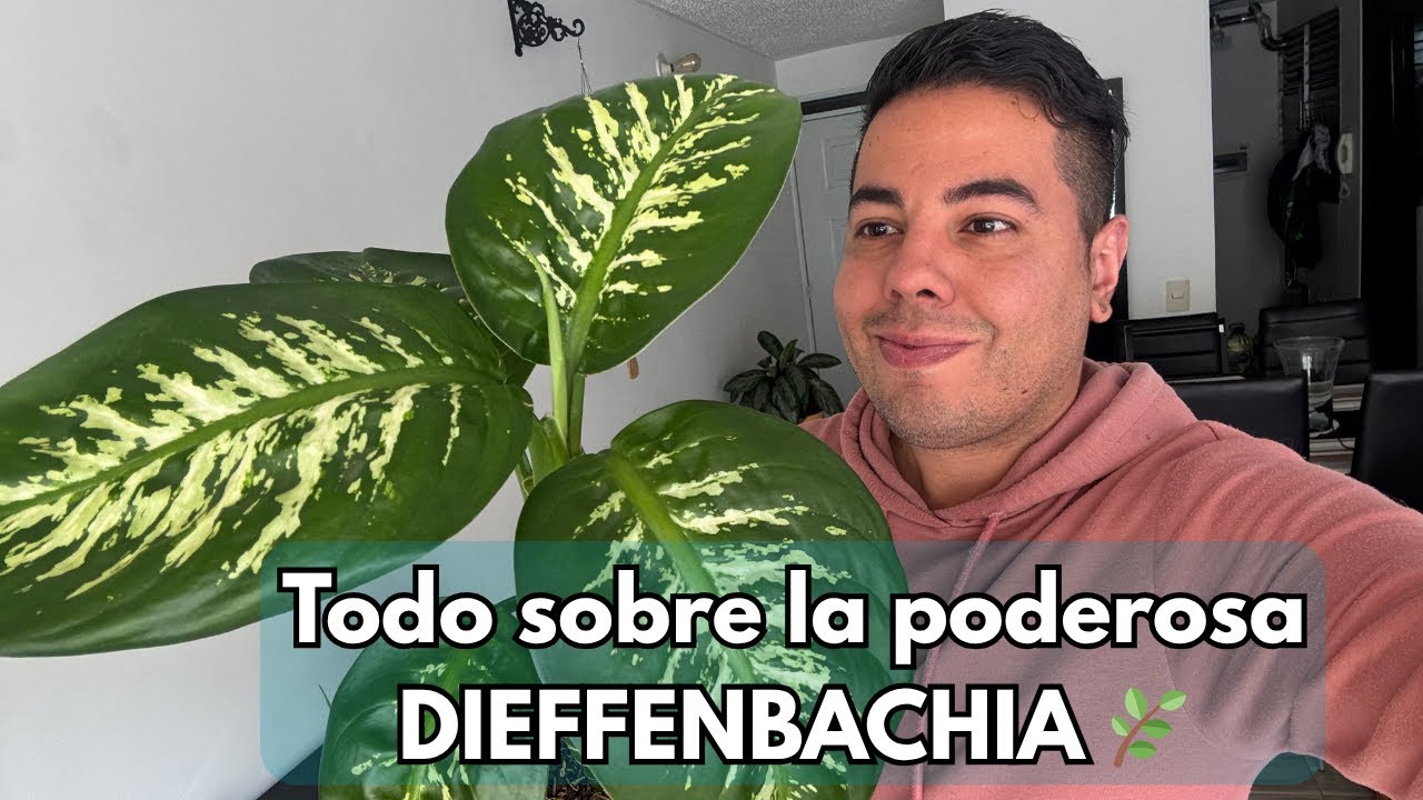 🌿 DIEFFENBACHIA 🌿 Cuidados, riego y secretos que nadie te explica