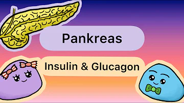 Wann schüttet die Bauchspeicheldrüse Glucagon aus?