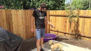 Remote collar how to - Find working level