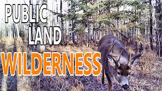 Wilderness Public Land Bucks; 3 Traits of My Best Spot