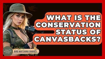 What Is The Conservation Status Of Canvasbacks? - Bird Watching Diaries