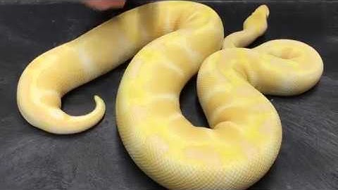 Ball Python Morphs #4  Albinos!