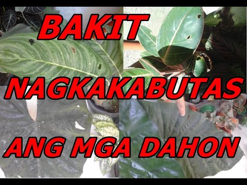 Video: Medinilla (35 Mga Larawan): Pag-aalaga Ng Isang Bulaklak Sa Bahay, Mga Pamamaraan Ng Pagpaparami, Mga Sakit