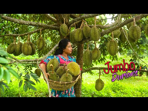 Jumbo Durians! Custardy flesh for a spongy pudding & seeds for a spicy tempered fry | Traditional Me