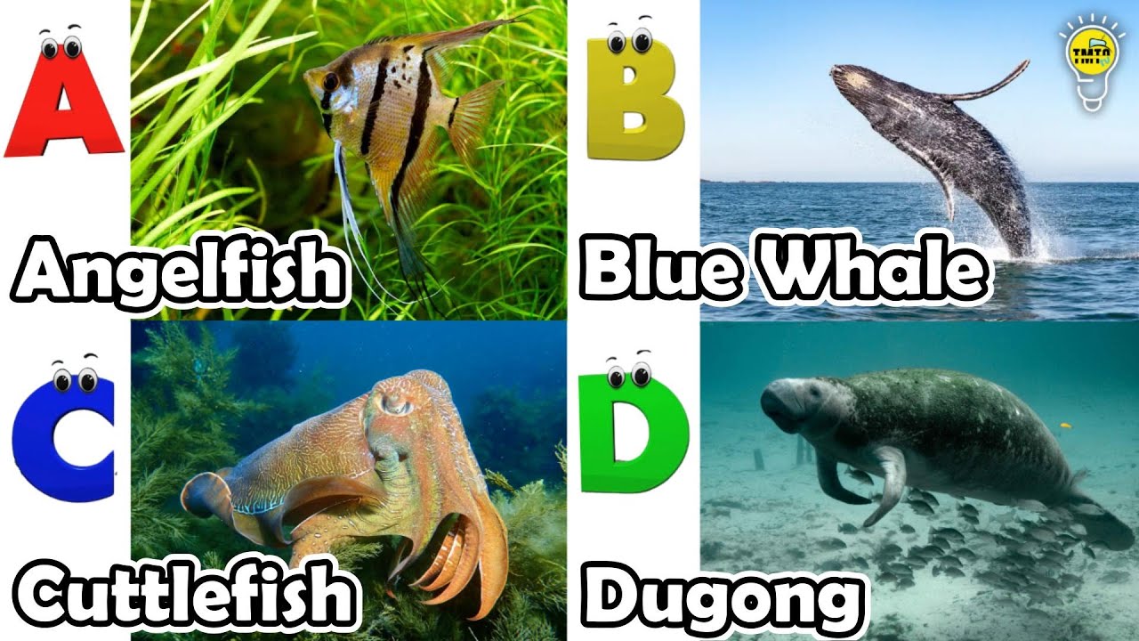 ABC phonics animals | ABC Sea Animals song | English and Animals for Kids 