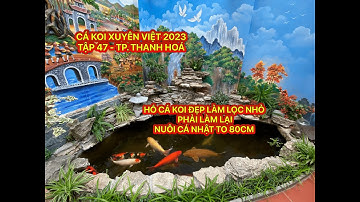 TẬP 47 -CÁ KOI XUYÊN VIỆT 2023 -HỒ CÁ KOI ĐẸP LÀM LỌC NHỎ PHẢI LÀM LẠI CÁ NHẬT TO 80CM -TP.THANH HOÁ