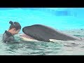 『鴨川シーワールド』シャチパフォーマンス♪終了後の風景②（2019/07/21）