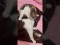 くまさんブランケットの上で毛づくろいする三毛猫スコティッシュホールド