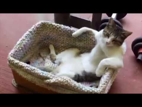 Super Funny Cat & Dog Videos 12