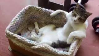 Super Funny Cat & Dog Videos 12