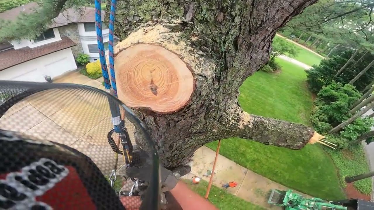 Big pine, but no problem with a huge dropzone.