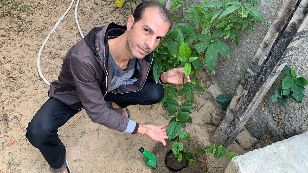 زهرة القلب النازف نبات يخطف الأنظار أزهاره جذابة فريدة من نوعها وسهل العناية والاكثار