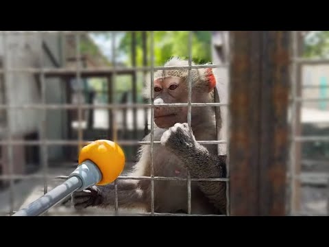 Видео: Ради Джоника можно пойти на ВСЁ!!! Гамадрил Люся обожает мандаринки! Тайган