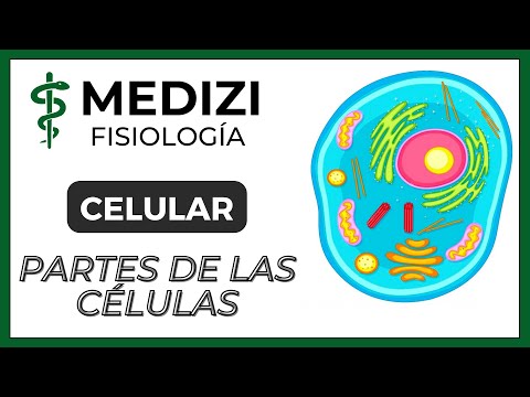 Fisiología Celular - La Célula, partes y funciones (NUEVA VERSIÓN)