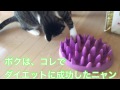 ロイヤルカナンと、早食い防止食器に感謝しながらカリカリご飯を食べる猫のまるお