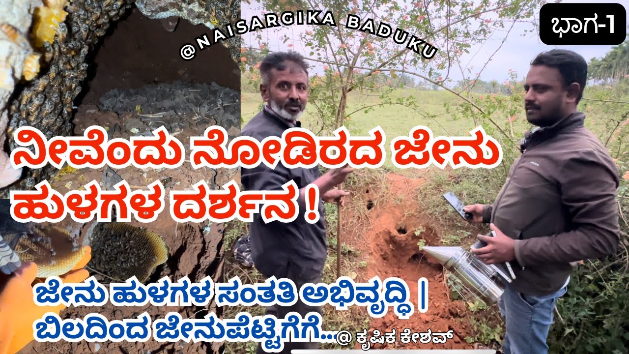 ನೀವೆಂದು ನೋಡಿರದ ಜೇನು ಹುಳಗಳ ದರ್ಶನ | ಜೇನು ಹುಳಗಳ ಸಂತತಿ ಅಭಿವೃದ್ಧಿ | #honeybee  Part-1 🇮🇳💛❤️
