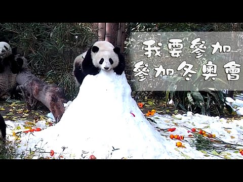 《熊貓早晚安》你看我能參加冬奧滑雪麼？| iPanda
