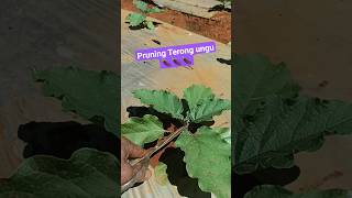 Cara Pruning Terong ungu Agar Berbuah Lebat #terongungu