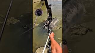 You Wont Believe This Massive Catfish