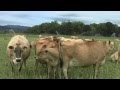 J js jerseys organic dairy farm  new sustainable today part 4 episode 1303