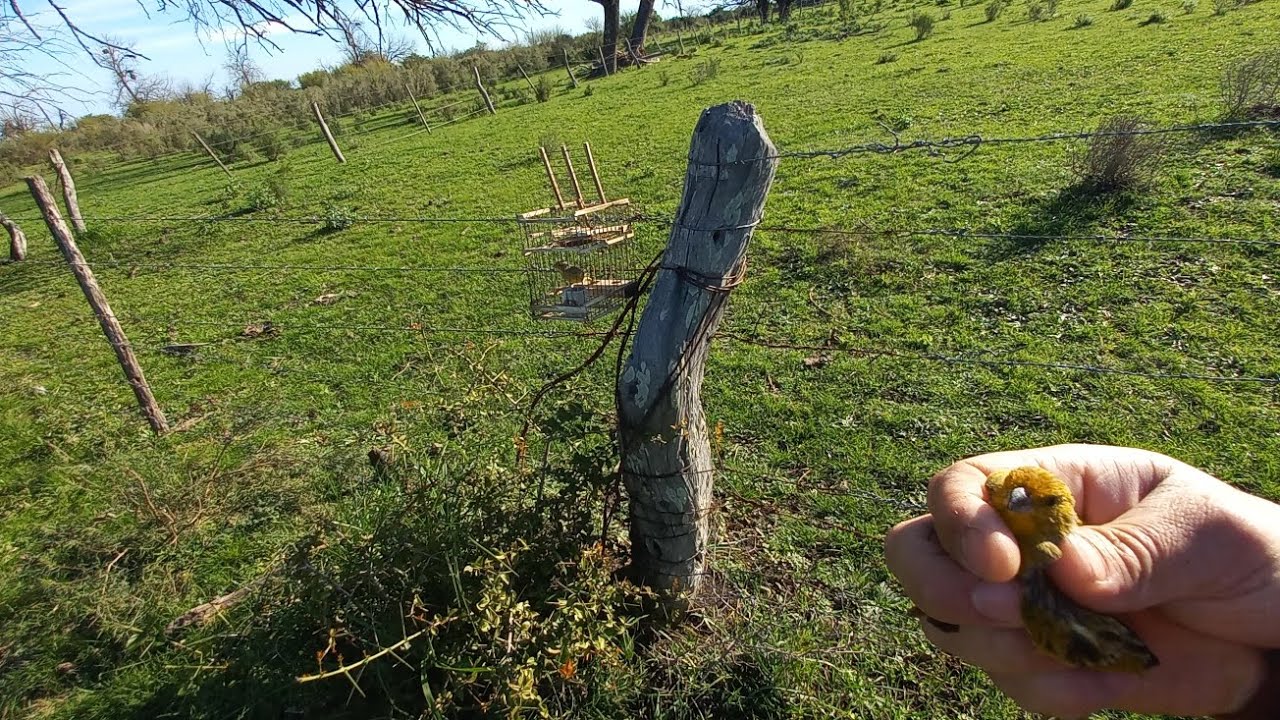 CAZA DE JILGUERO PINTON AMARILLO