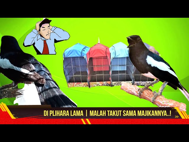 KACER TAKUT DENGAN PEMILIK! Bikin Pusing | Lakukan Ini Jamin Kacer Kembali Nurut class=