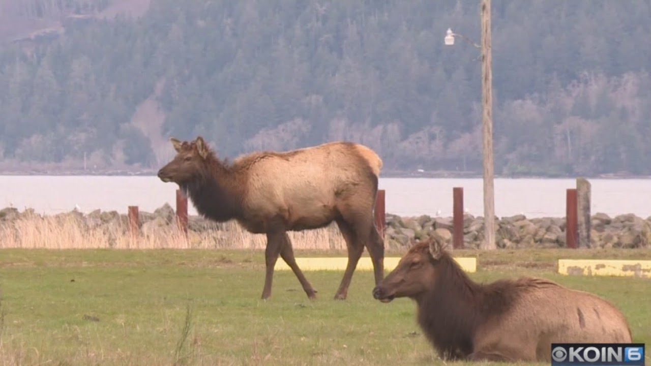 Roaming elk cause concerns in Oregon coast town