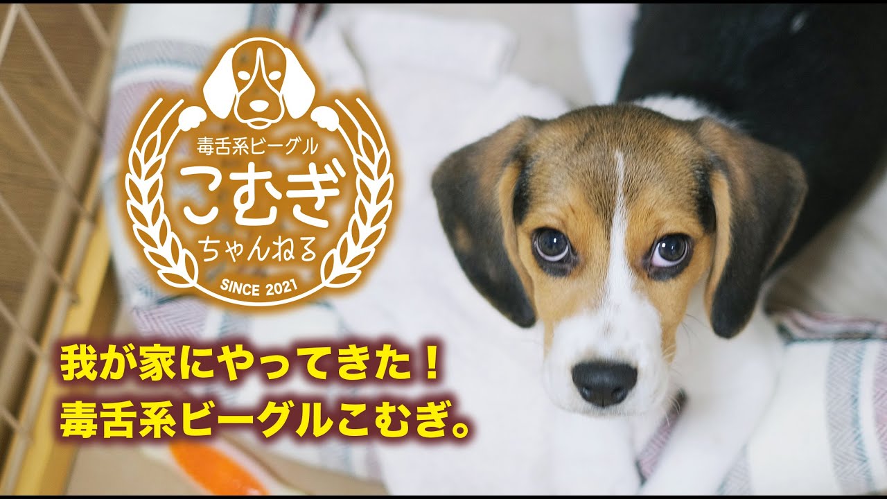 アフレコ キャリーカートを引っ張るビーグル犬 凄まじいパワー Logos ロゴス Topカバーキャリーカート Youtube アフレコ キャリーカートを引っ張るビーグル犬 凄まじいパワー Logos ロゴス Topカバーキャリーカート Youtube