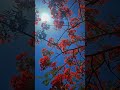 পলাশ ফুল #trending #youtubeshorts #foryou #flowers #viralvideo #viralshorts