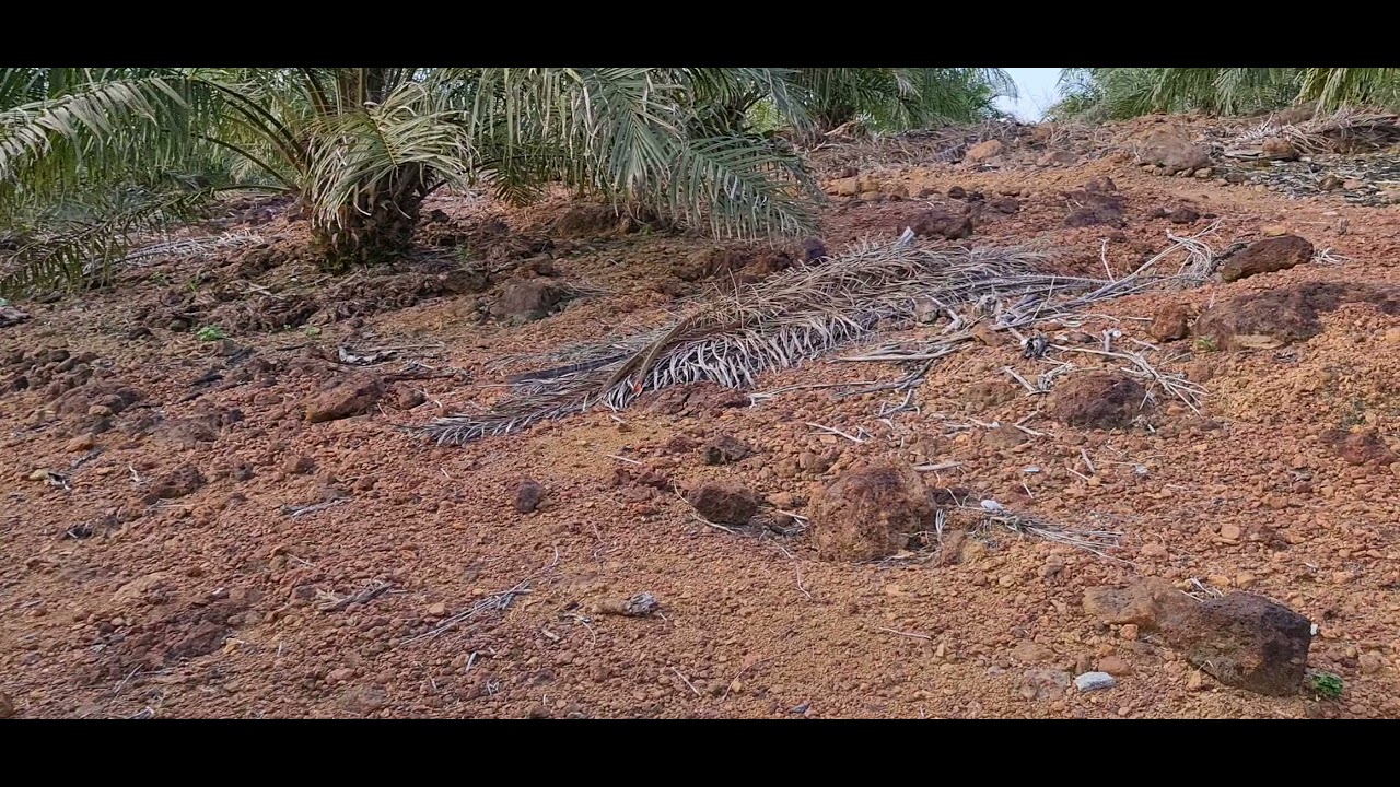 ppks 540 dan 239 di lahan berbukit berbatu || lahan kurang mendukung || pertumbuhan terhambat