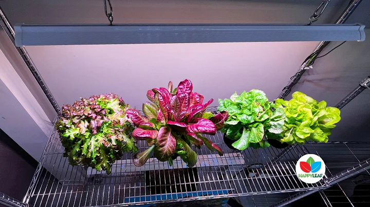 Full Spectrum Grow Lights: What It Really Means for Your Plants