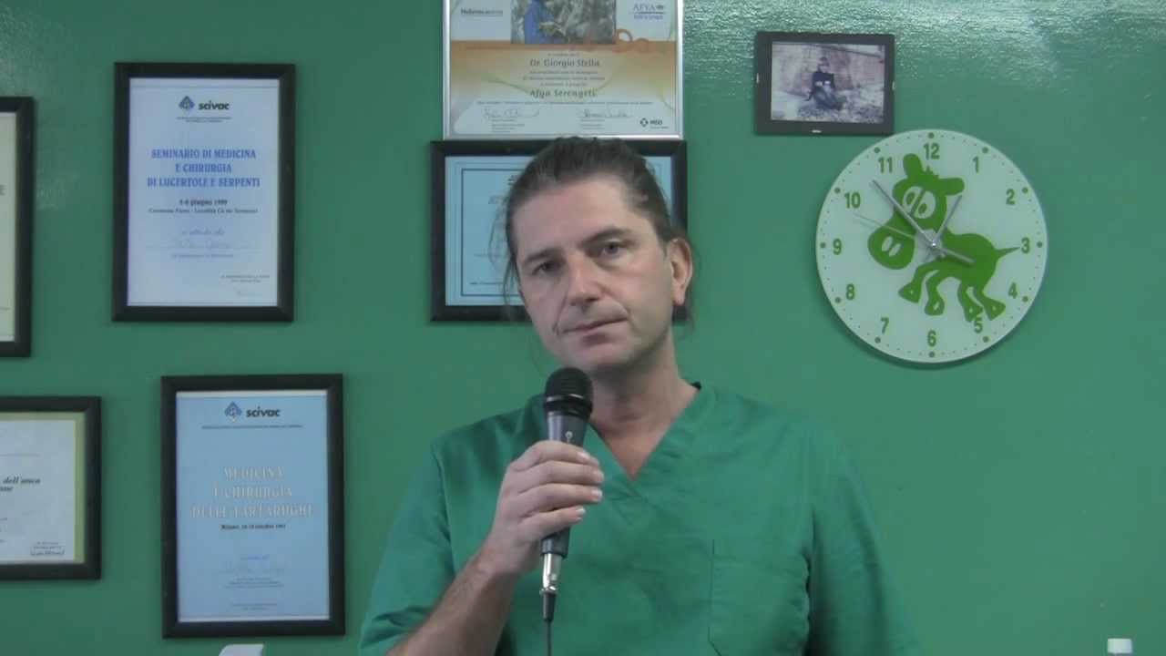 Come aiutare gli uccelli selvatici in inverno: il cibo