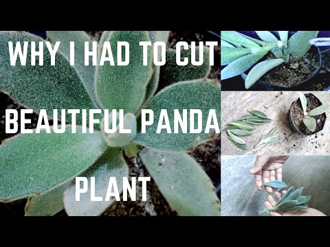why is my panda plant drooping