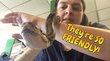 Showing off Our BIG Ball Pythons! (They