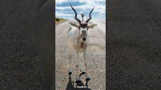 The Addax Endangered Species Of Antelope
