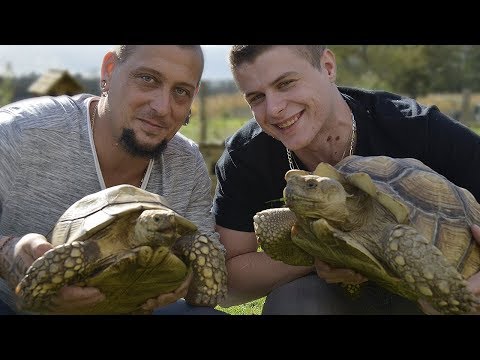 Vidéo: Que nourrir votre tortue Sulcata