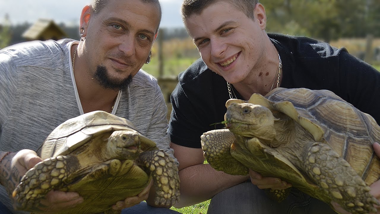 La Tortue Sulcata Eublepharis Youtube La Tortue Sulcata Eublepharis Youtube