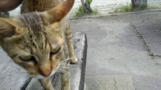 公園のベンチに野良猫がいたので隣に座ってモフモフしてみた。