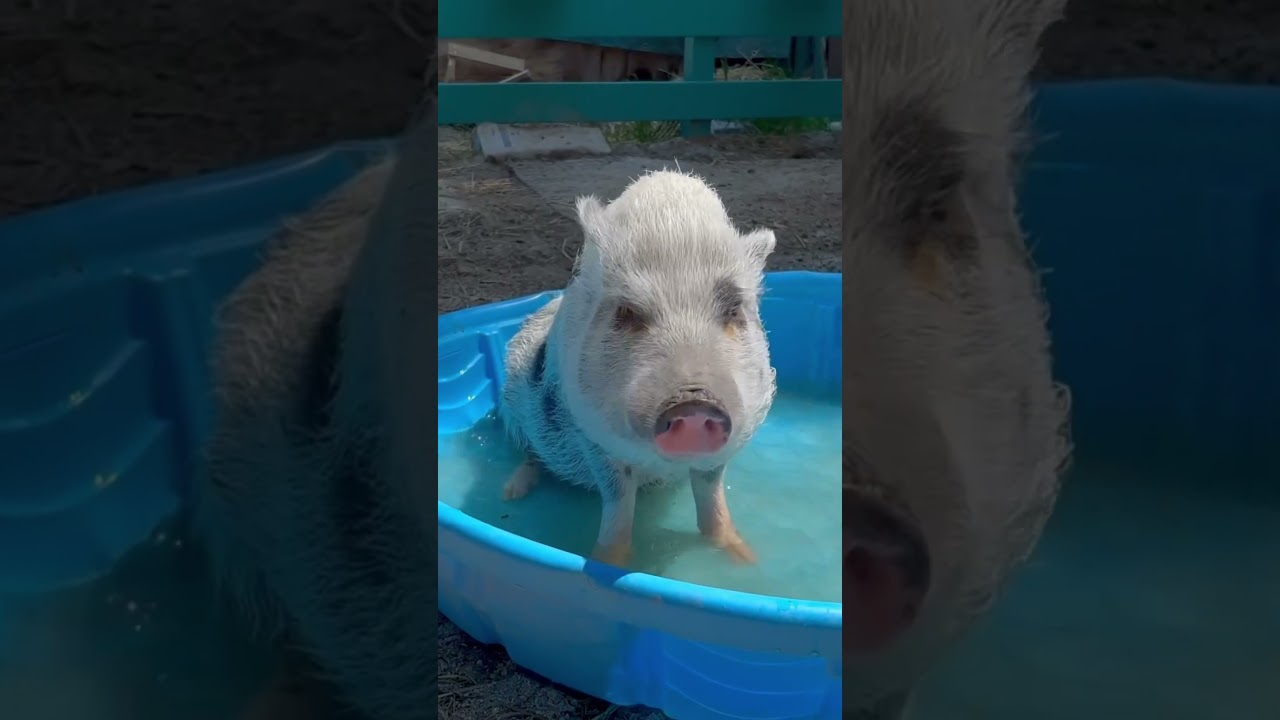 Salish Splash Charlottes Taking a Bath.  