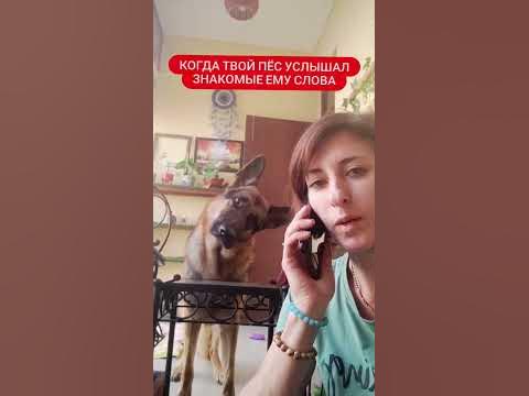 умный пес - YouTube