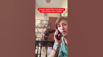 умный пес