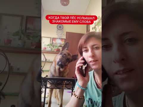 Видео: Кого ловят кучетата?